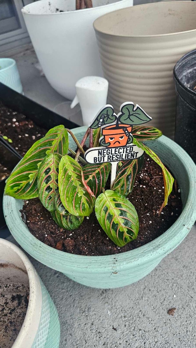 Maranta Red Prayer Plant