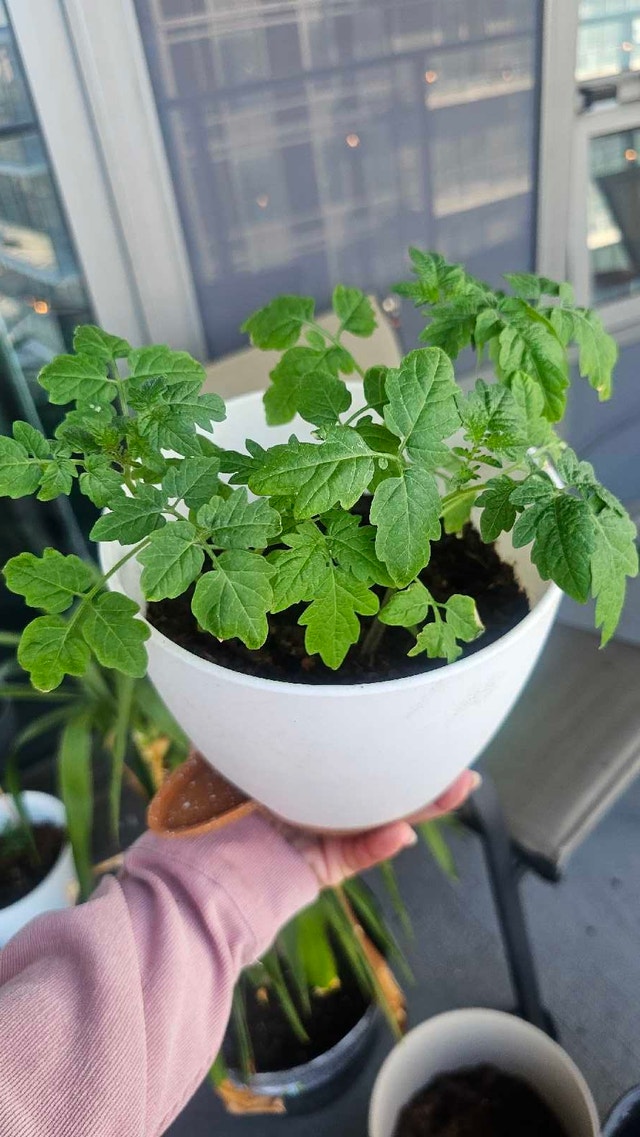 Tomato Seedlings in Planters