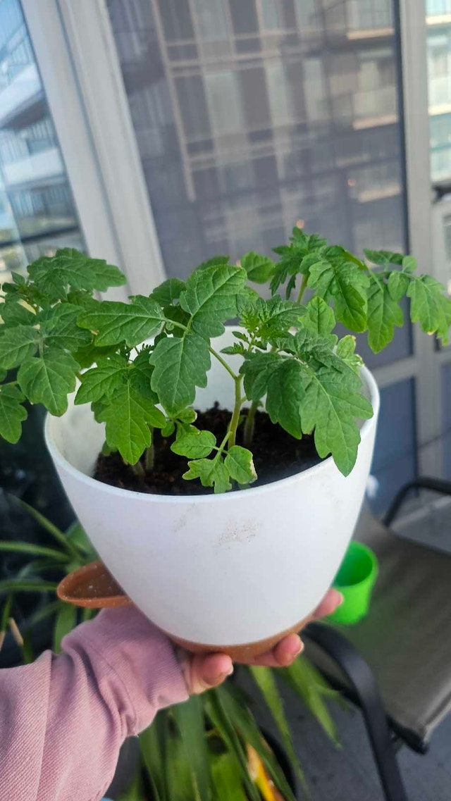 Tomato Seedlings in Planters - photo 2