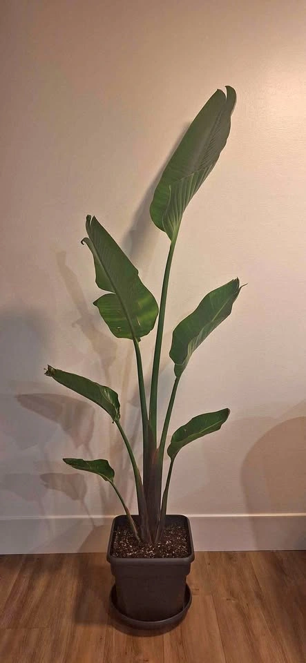 Healthy Giant Bird of Paradise (Strelitzia Nicolai) - 6ft Tall - photo 2