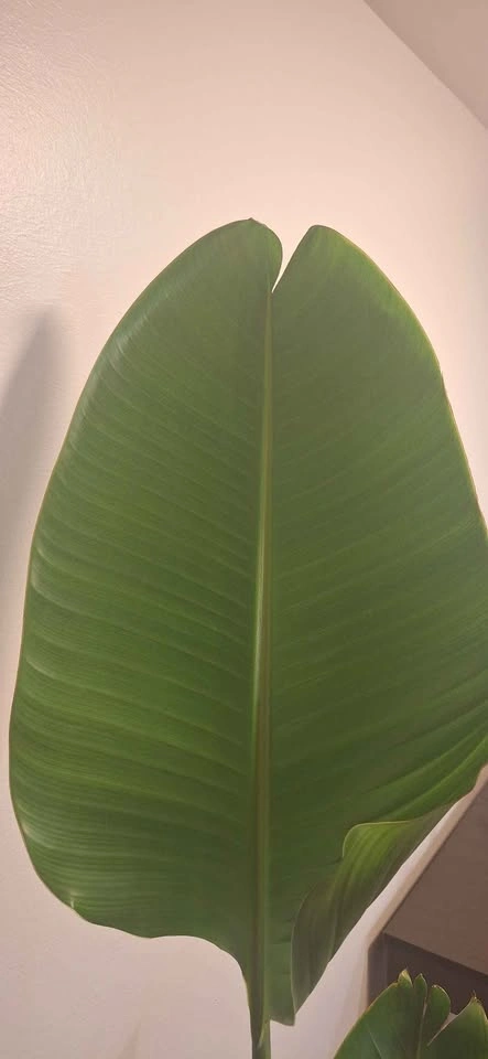 Healthy Giant Bird of Paradise (Strelitzia Nicolai) - 6ft Tall - photo 3