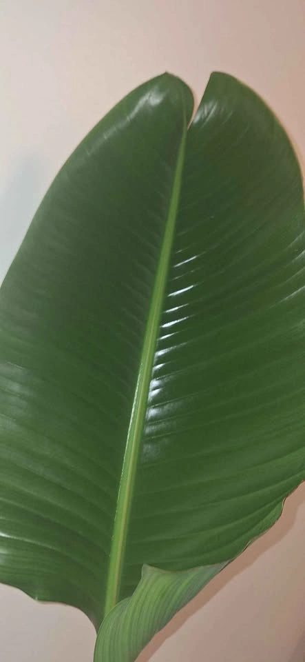 Healthy Giant Bird of Paradise (Strelitzia Nicolai) - 6ft Tall - photo 4