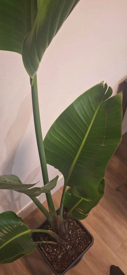 Healthy Giant Bird of Paradise (Strelitzia Nicolai) - 6ft Tall - photo 5