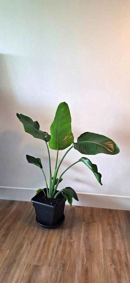 Healthy Bird of Paradise (Strelitzia) – 1.20m / 4 ft tall - photo 2