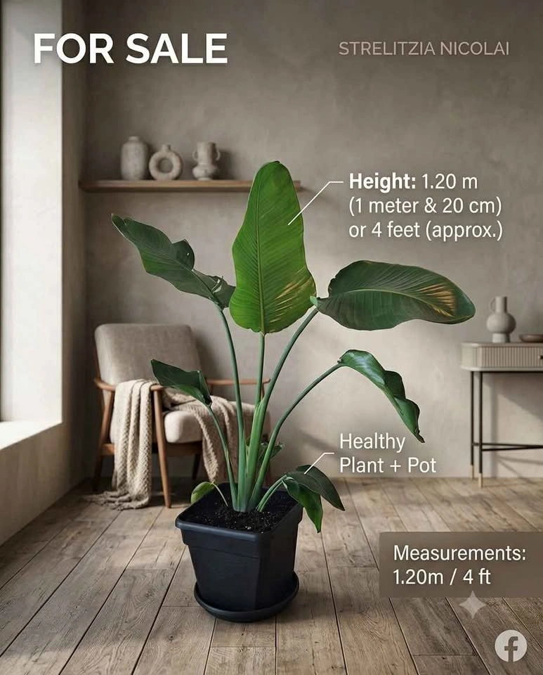 Healthy Bird of Paradise (Strelitzia) – 1.20m / 4 ft tall
