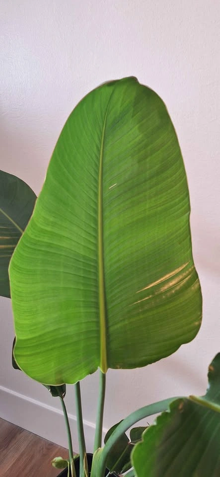 Healthy Bird of Paradise (Strelitzia) – 1.20m / 4 ft tall - photo 3