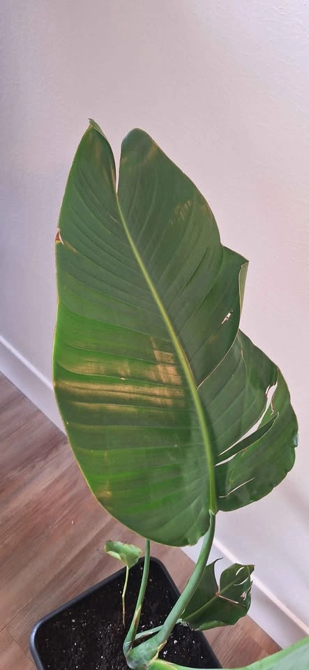 Healthy Bird of Paradise (Strelitzia) – 1.20m / 4 ft tall - photo 5
