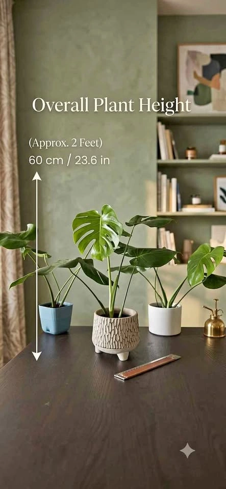 Monstera plants indoor plants houseplant tropical plants