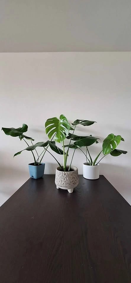 Monstera plants indoor plants houseplant tropical plants - photo 2