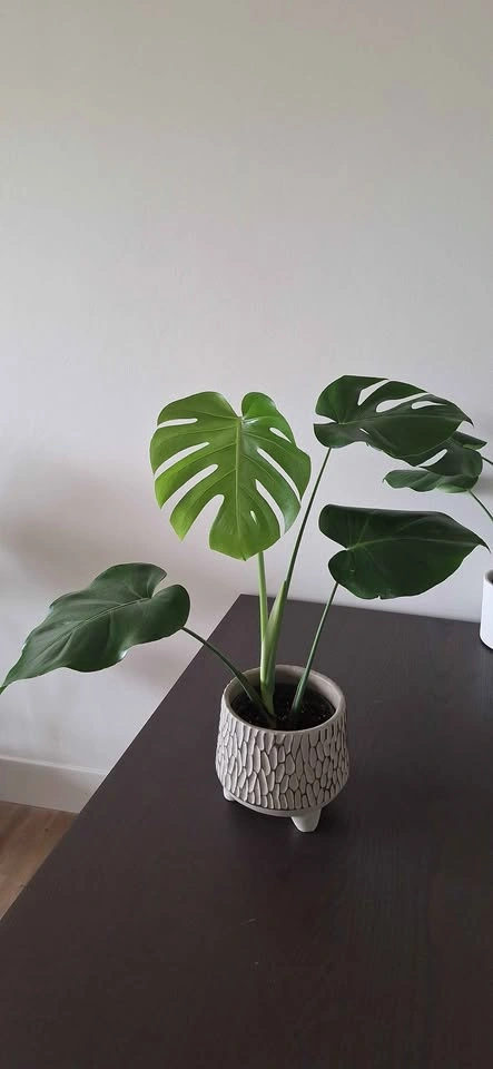 Monstera plants indoor plants houseplant tropical plants - photo 3