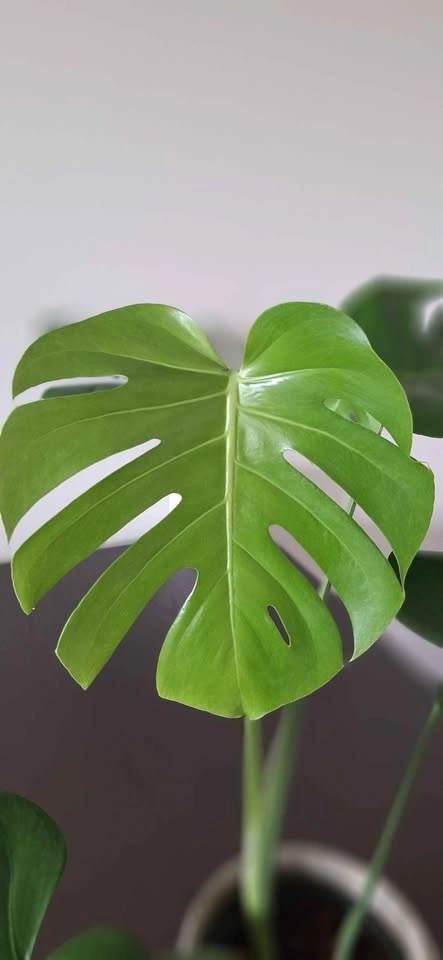 Monstera plants indoor plants houseplant tropical plants - photo 4