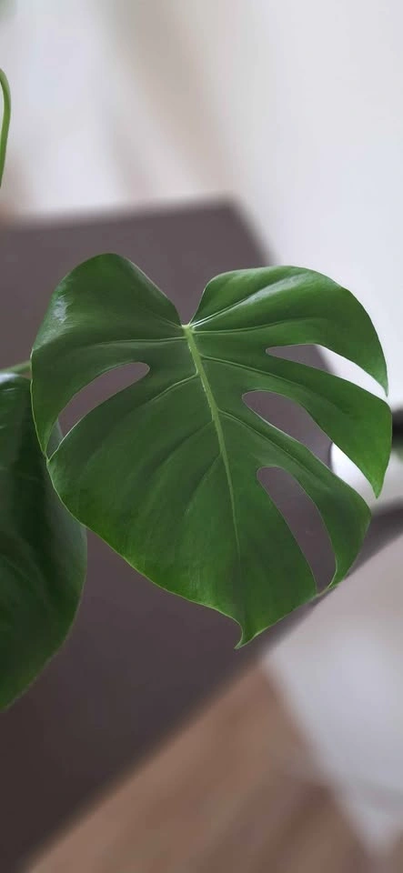 Monstera plants indoor plants houseplant tropical plants - photo 5