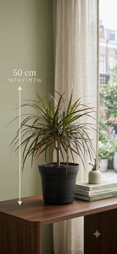 Dracaena Marginata Indoor Plant with Decorative Pot