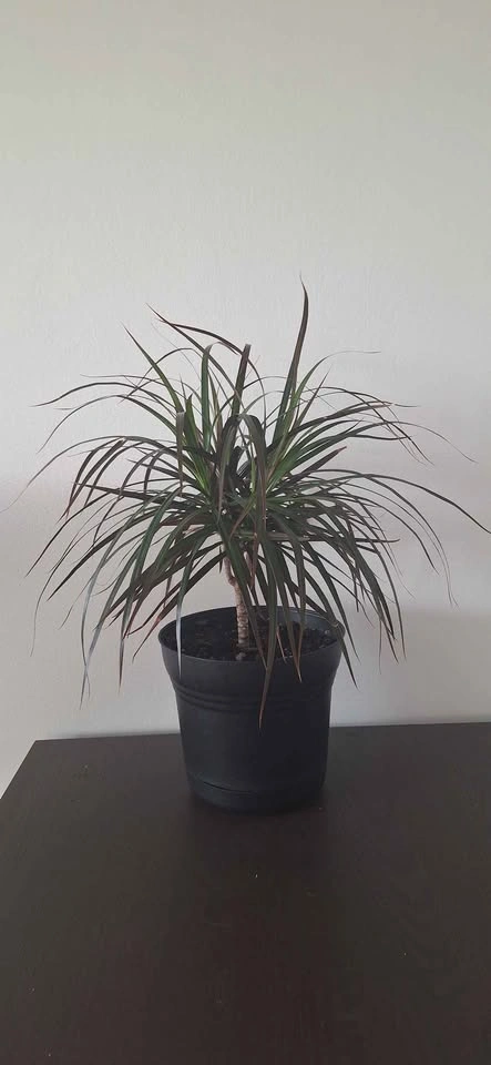 Dracaena Marginata Indoor Plant with Decorative Pot - photo 2