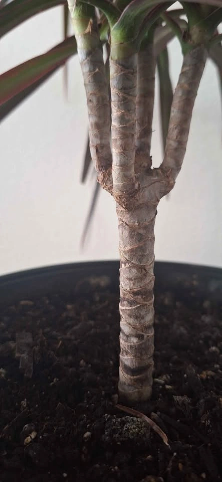 Dracaena Marginata Indoor Plant with Decorative Pot - photo 3