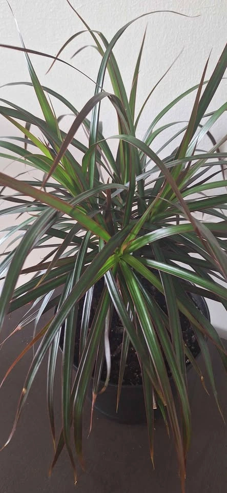 Dracaena Marginata Indoor Plant with Decorative Pot - photo 4