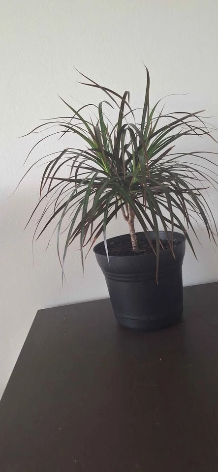 Dracaena Marginata Indoor Plant with Decorative Pot - photo 5