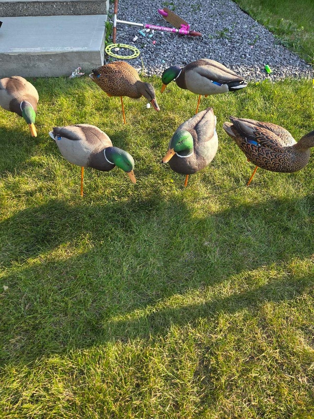 duck decoys