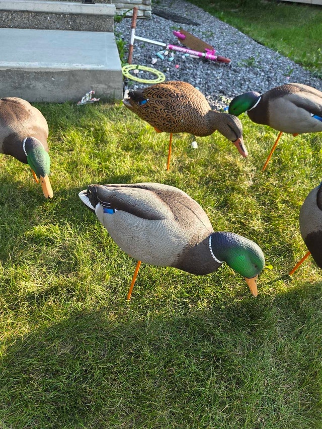 duck decoys - photo 2