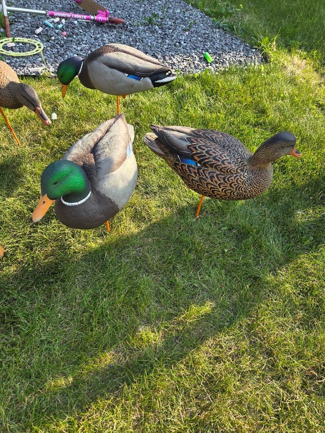 duck decoys - photo 3