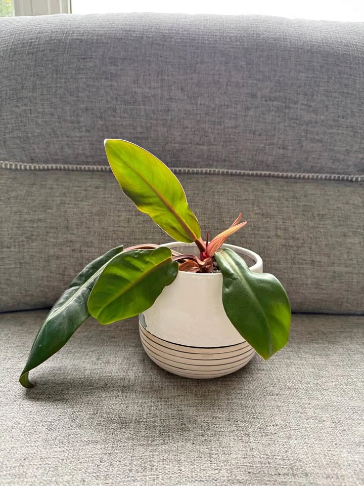 Multiple indoor plants-15$ each