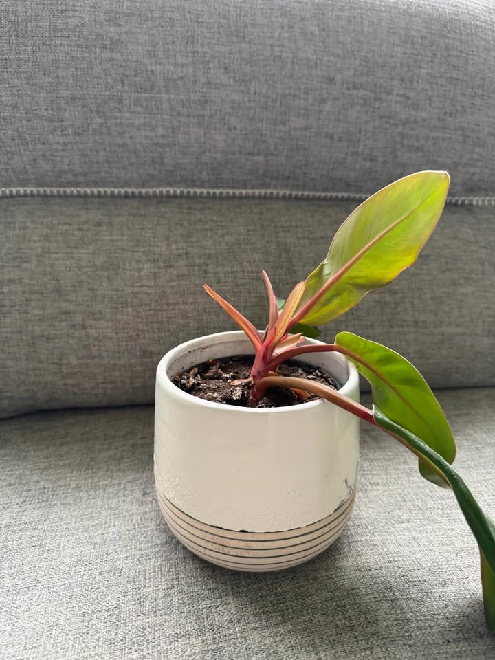 Multiple indoor plants-15$ each - photo 2