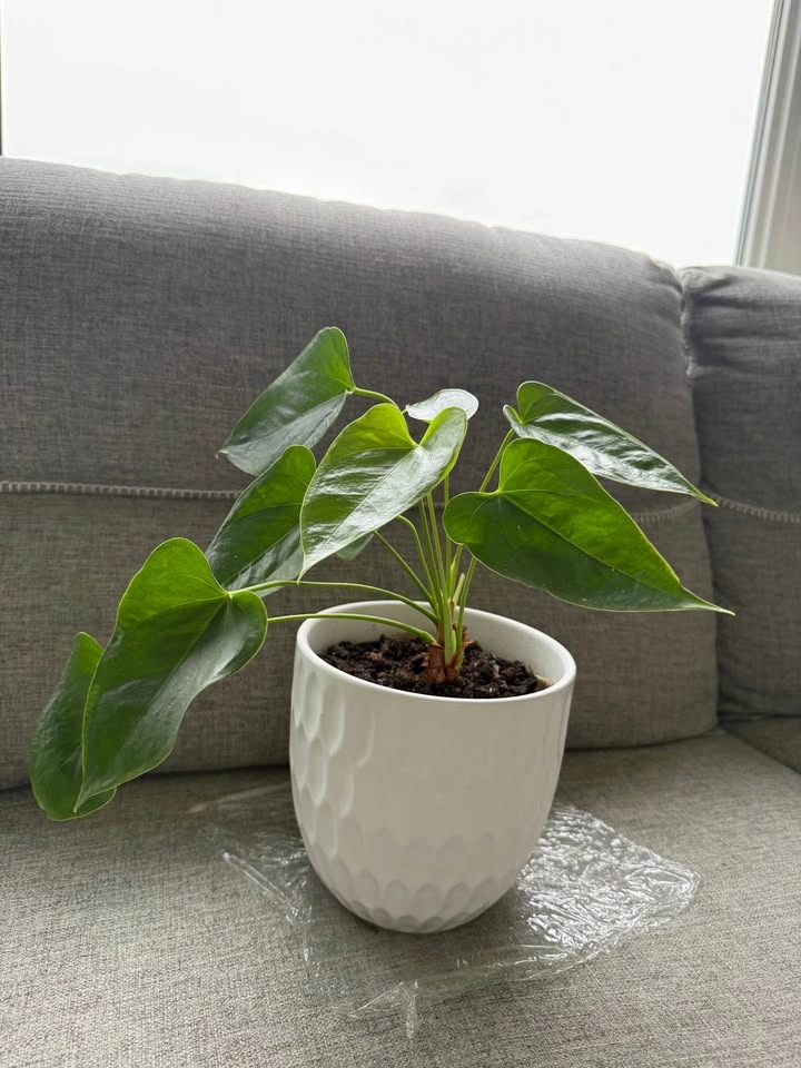 Multiple indoor plants-15$ each - photo 3