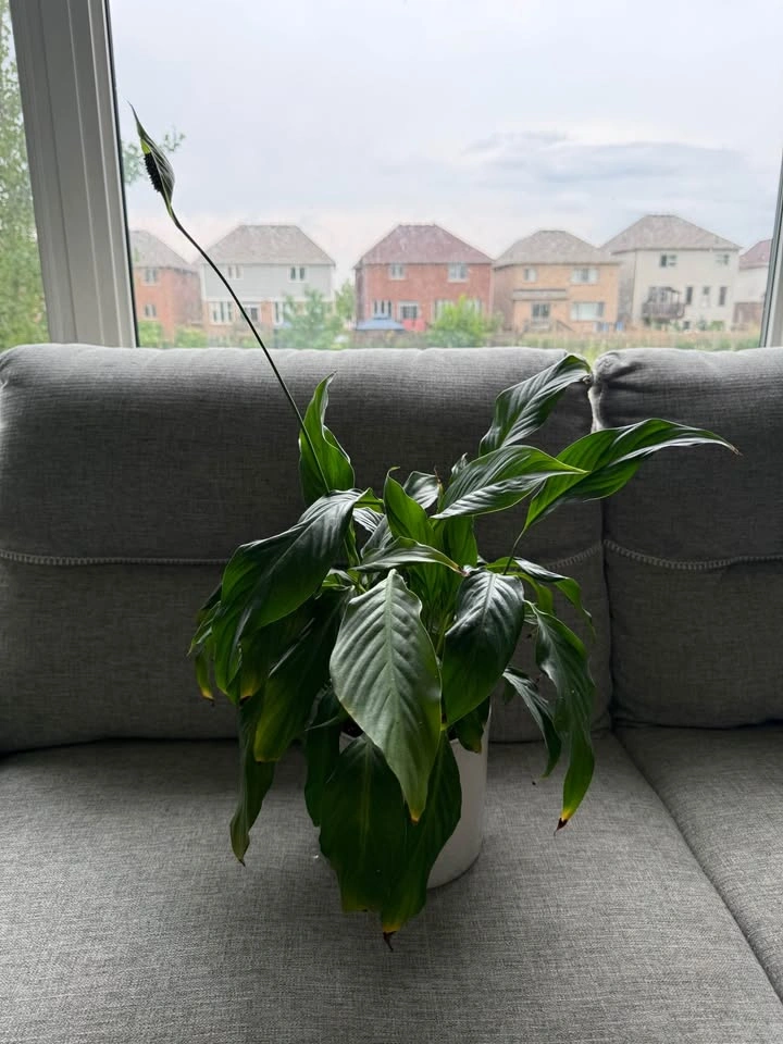 Multiple indoor plants-15$ each - photo 4