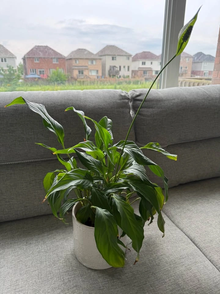 Multiple indoor plants-15$ each - photo 5