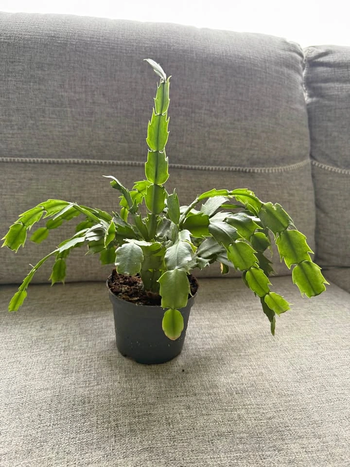 Indoor plants-15$ each