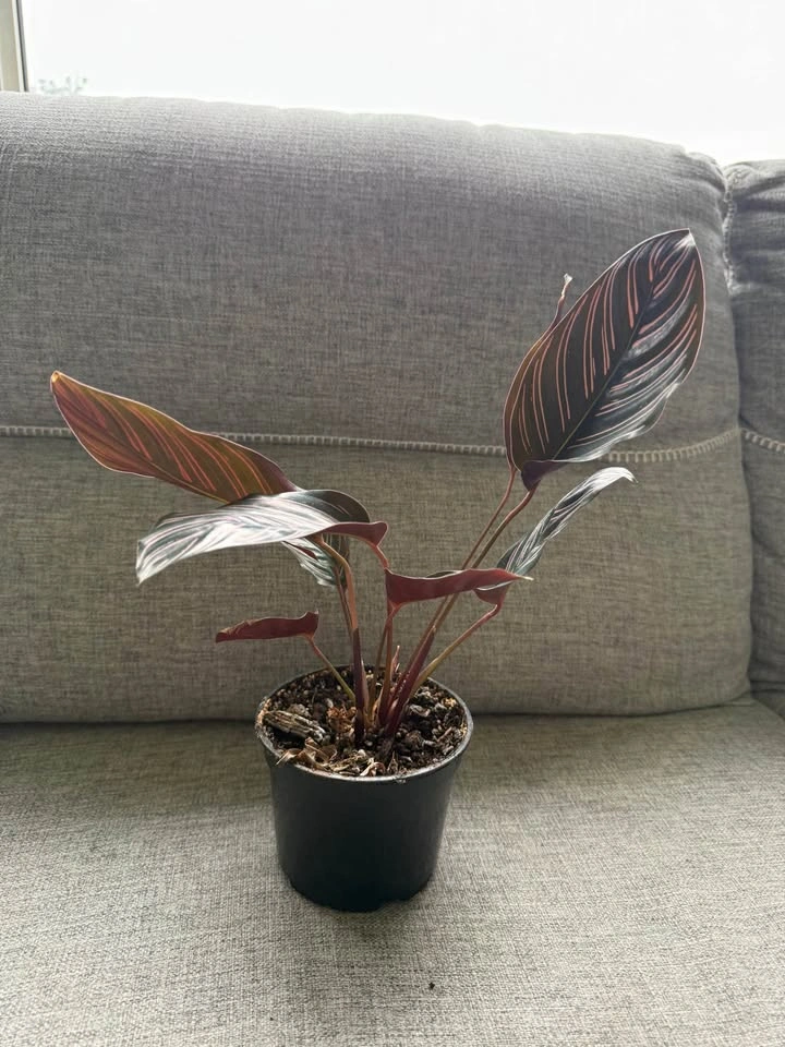 Indoor plants-15$ each - photo 2