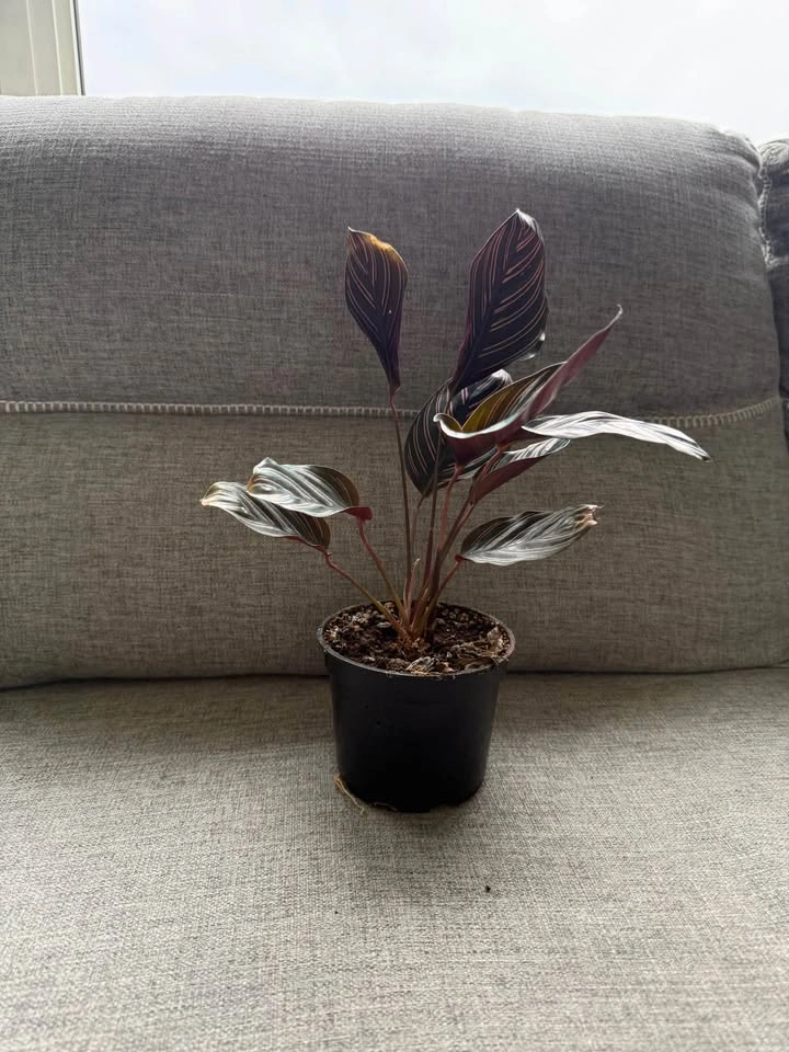 Indoor plants-15$ each - photo 3