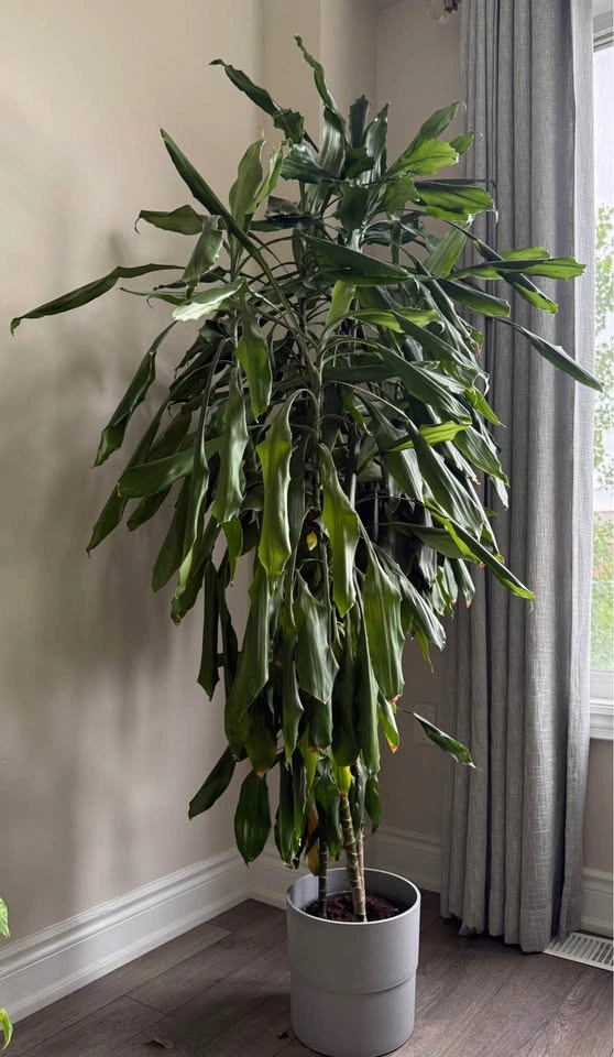 Large Dracaena Fragrans Corn Plant with ikea large grey pot