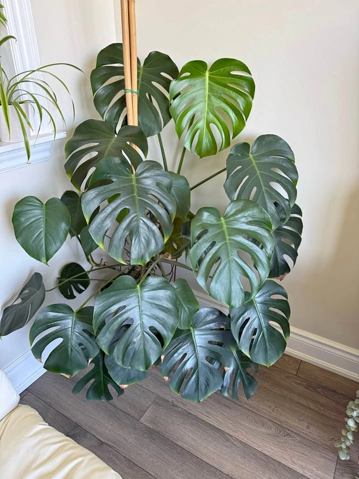 Large Monstera Deliciosa Plant with ikea large grey pot