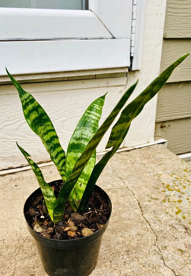 Snake plant in 5” pot, ~8” tall