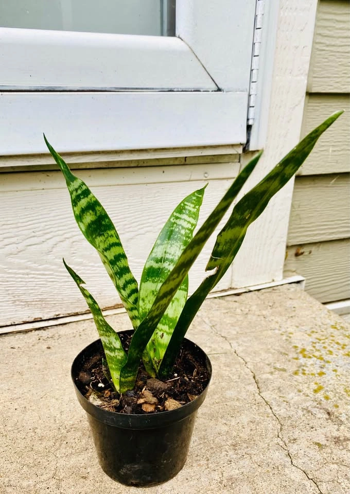 Snake plant in 5” pot, ~8” tall - photo 2