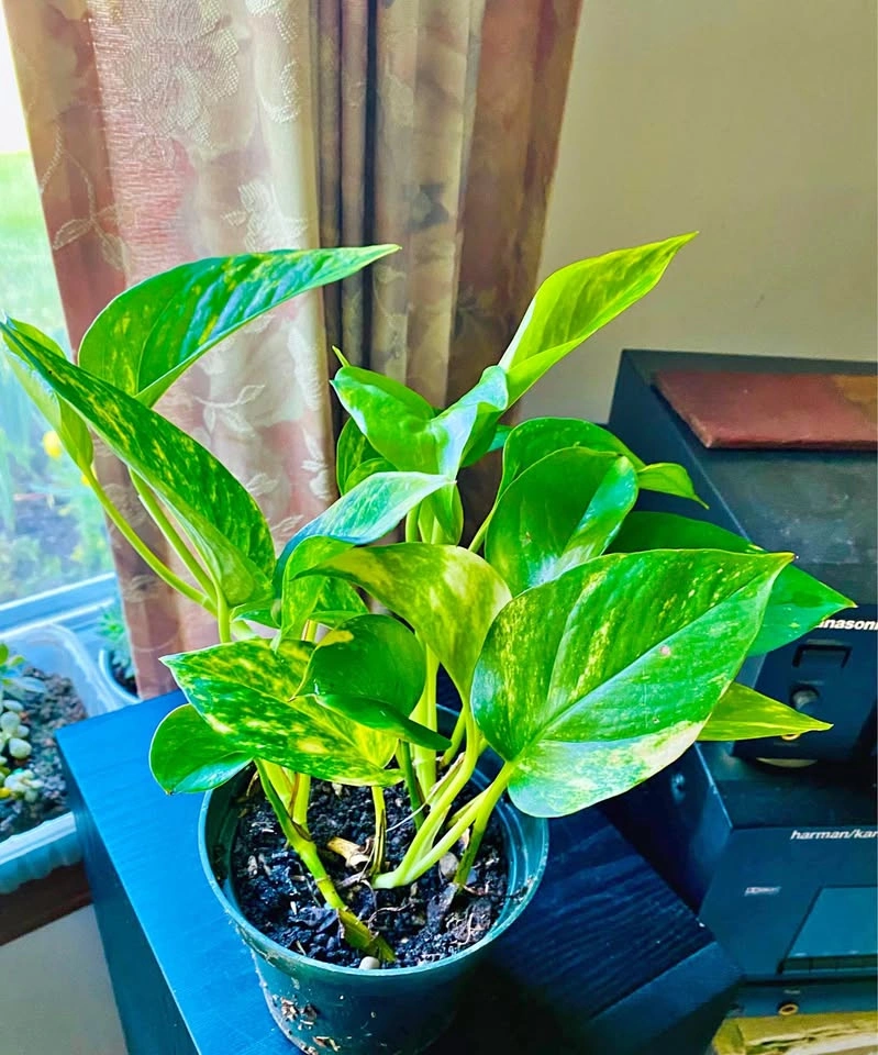 Variegated pothos in 5” pot