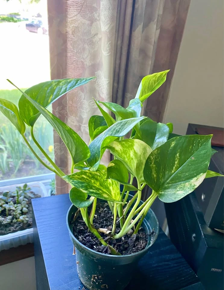 Variegated pothos in 5” pot - photo 2