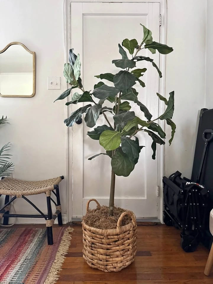 Artificial Fiddle Leaf Fig Tree with Woven Basket
