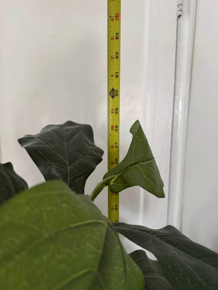 Artificial Fiddle Leaf Fig Tree with Woven Basket - photo 5