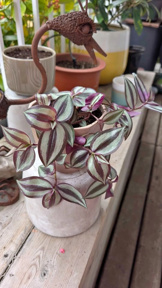 Cute plant (Tradescantia Zebrina) in Ceramic Pot