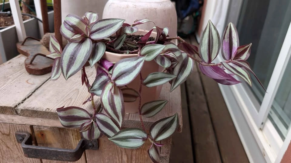 Cute plant (Tradescantia Zebrina) in Ceramic Pot - photo 2