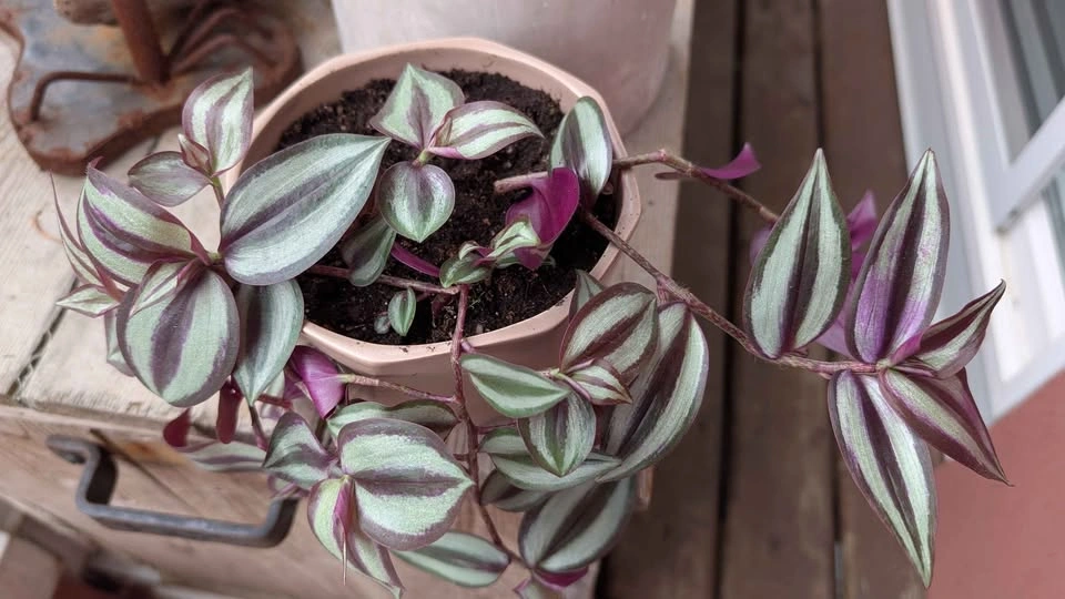 Cute plant (Tradescantia Zebrina) in Ceramic Pot - photo 3
