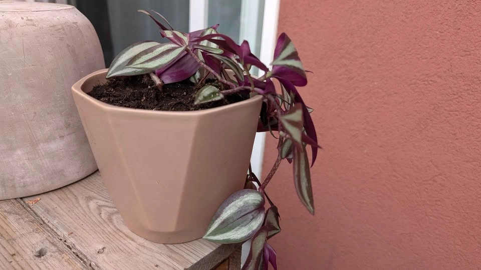 Cute plant (Tradescantia Zebrina) in Ceramic Pot - photo 4
