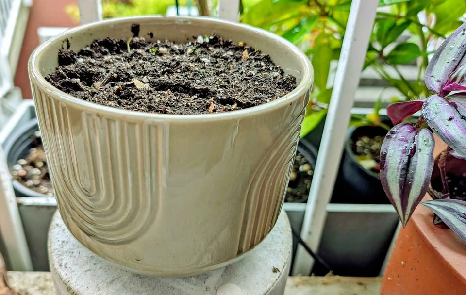 Create your own potted plant