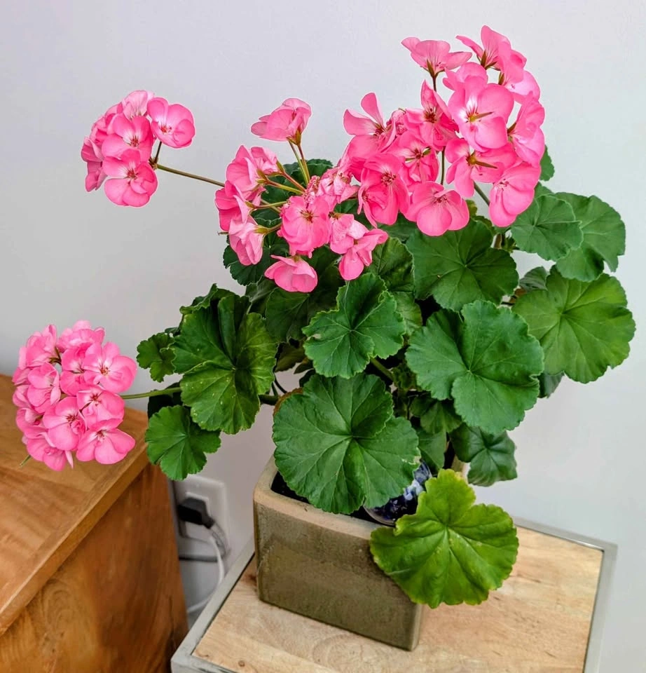 Create your own potted plant - photo 3