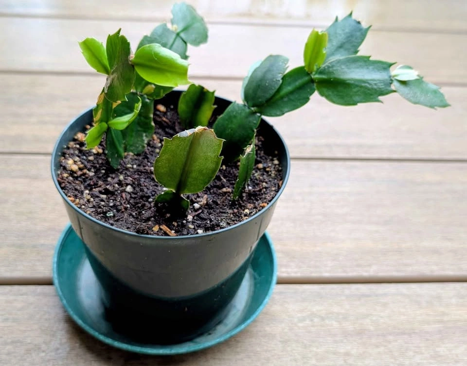 Create your own potted plant - photo 5