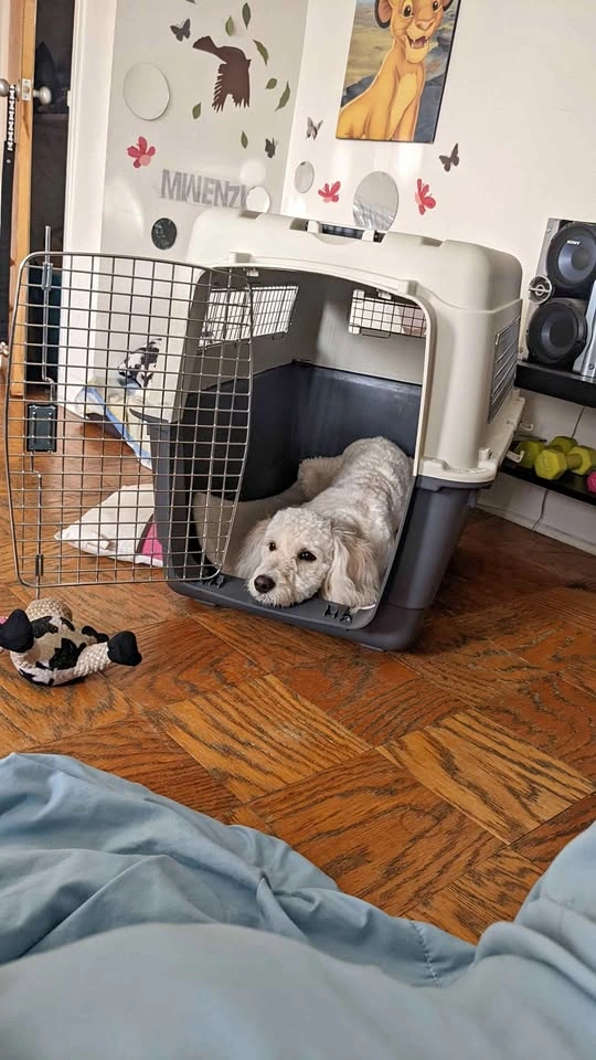 Large/XL Heavy-Duty Dog Travel Kennel – Airline Travel Ready
