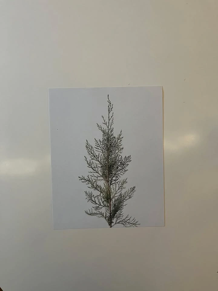 8x10 Art Print- Spruce - photo 2