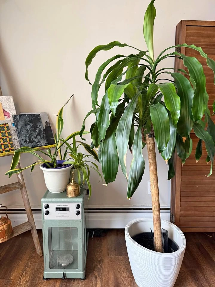 Plants